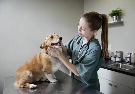 Veterinary Related Job Search Sites