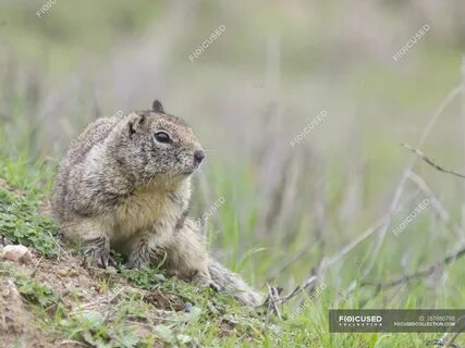 Otospermophilus beecheyi или California Ground Squirrel, Беркли, Калифорния, США