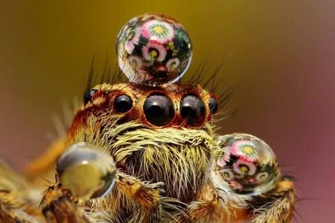 Jumping spiders sometimes wear water droplets as hat. Jumpin