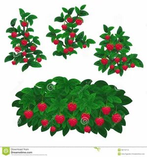 Raspberry Plant Stock Illustrations - 8,631 Raspberry Plant 