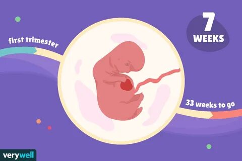 7 Weeks Pregnant: Baby Development, Symptoms, and More
