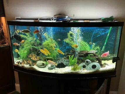 7 Best 20 Gallon Fish Tank in 2022 (Reviewed in Detail)