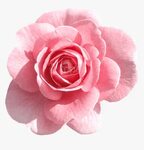 Pink Flower Transparent Background, HD Png Download , Transp