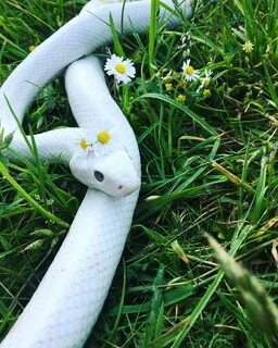 My Leucistic Texas Rat Snake Cute reptiles, Pretty snakes, S