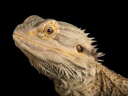 Pictures of male and female bearded dragons