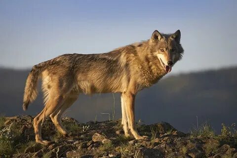 Gray Wolf Side View North America Photograph by Tim Fitzharr