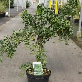 Robinia pseudoacacia Twisty Baby - Robinier faux acacia nain