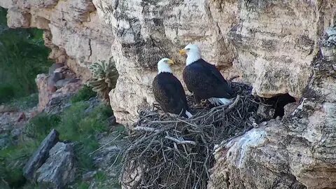 Bald eagle web cam captures real-time drama of survival Will