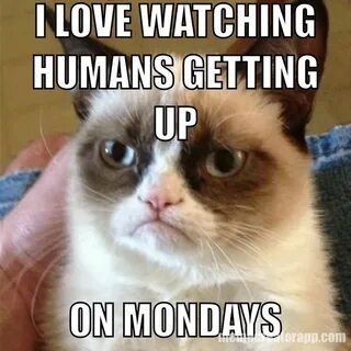 100 Funny Monday Memes To Start Your Week Right Grumpy cat q