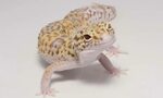 pet gecko price Online Shopping
