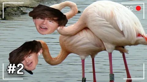 ALBERT FLAMINGO MEME COMPILATION Flamingo Meme Compilation 2