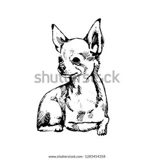 Chihuahua Sketch Hand Drawn On White 庫 存 向 量 圖 (免 版 稅) 12834