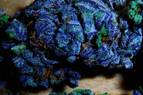 Blueberry Yum Yum Marijuana Strain Pot Valet