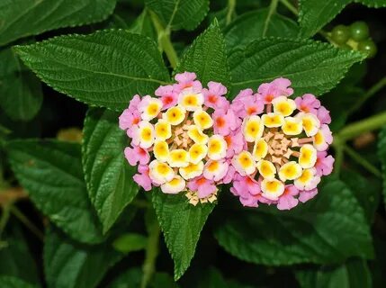 File:Lantana August 2007-1.jpg - Wikimedia Commons