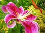 Star-Gazer-Lily-over-100-different-types-of-flowers-29455723
