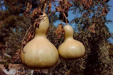 Birdhouse Bottle Gourd - Family Garden Seeds