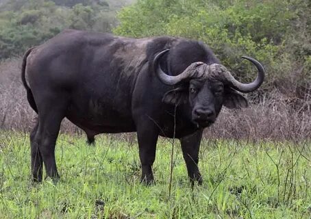 African Buffalo Animal Pictures