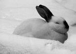 Pictures of Snow Bunnies on Animal Picture Society