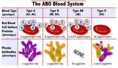 Blood Type Combinations Related Keywords & Suggestions - Blo