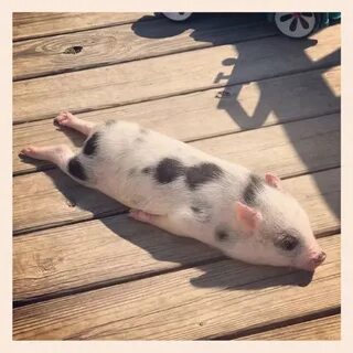 Meet my colleagues pig Bacon Seed sun-bathing. Click here fo