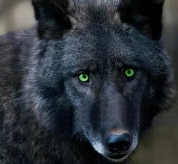 Favorites Wolfeyes Wolf eyes, Black wolf, Beautiful wolves