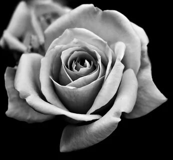 black and white rose Black and white roses, Rose flower tatt