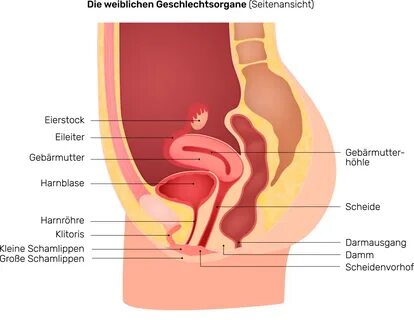 Der weibliche Intimbereich: Vulva und Vagina sind nicht dass