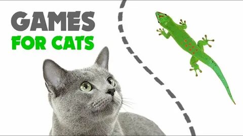 CAT GAMES ★ LIZARD on the SCREEN