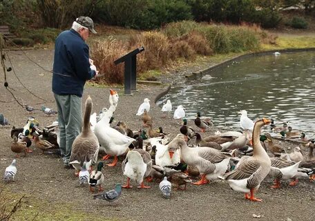 Man Feeding Ducks at Alton Baker Park - Eugene, Oregon Behan