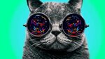 Trippy Cat Wallpapers (63+ images)