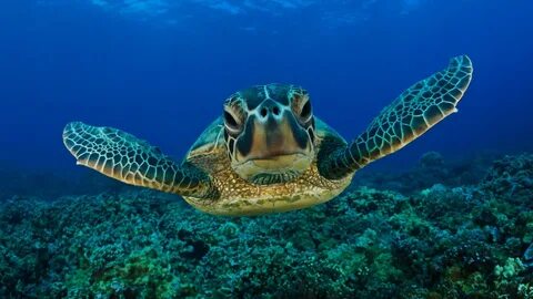 Скачать обои underwater, sea, life, turtle, раздел животные 