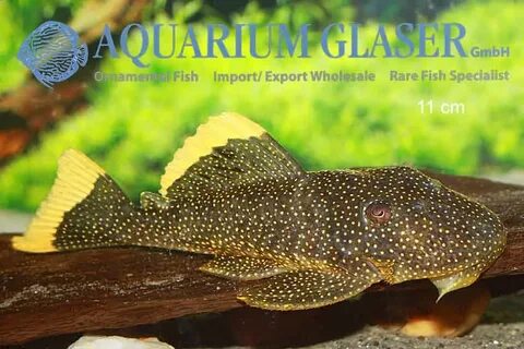 Baryancistrus sp. L81n - Aquarium Glaser GmbH