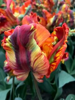 Rainbow Parrot is a new, red-yellow parrot tulip. It plays w