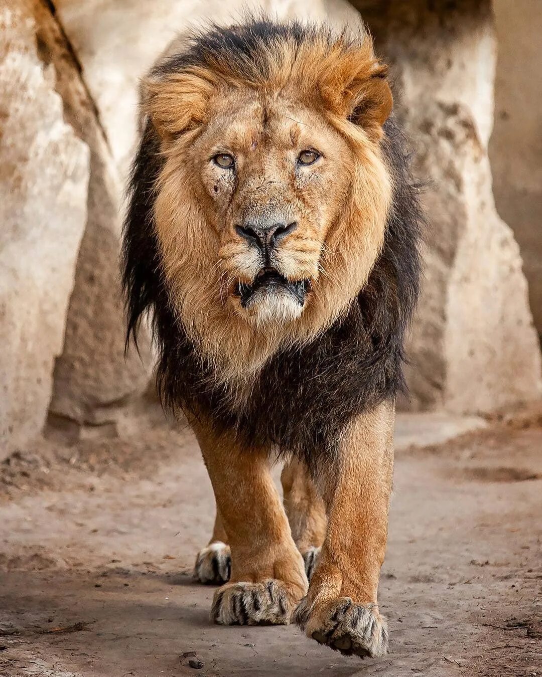 wildlife bigcats в Instagram: "#Persian Lion or #Asiatic Lion (Panther...