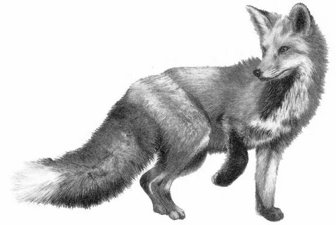 Pin by Robin Sprang on Illustration. Fox drawing, Animal tat