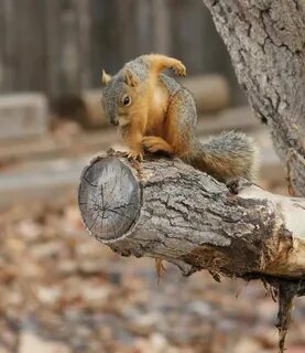 Thor Squirrel Squirrel pictures, Funny animals, Cute animals