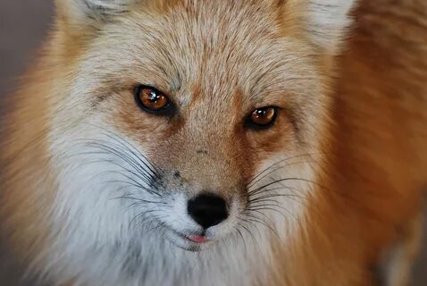 Fox, Fox face, Fox art