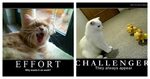 16 Cat Motivational Posters That You Can Agree With Catlov