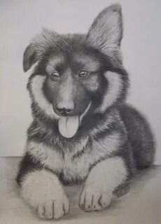 German Shepherd Dog Drawing Pictures - dog.aircharterservice