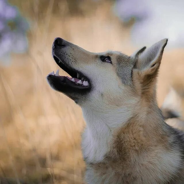 ↟ West Siberian Laika.