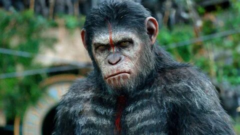 Dawn Of The Planet Of The Apes Movie Stills Wallpapers - 192