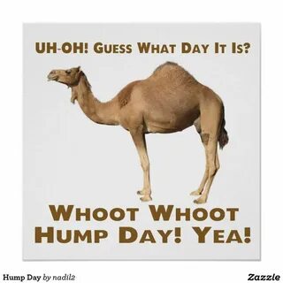 Hump Day Posters Hump day quotes, Hump day humor, Hump day