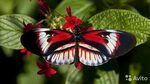 Живые тропические бабочки Наина купить на Зозу.ру