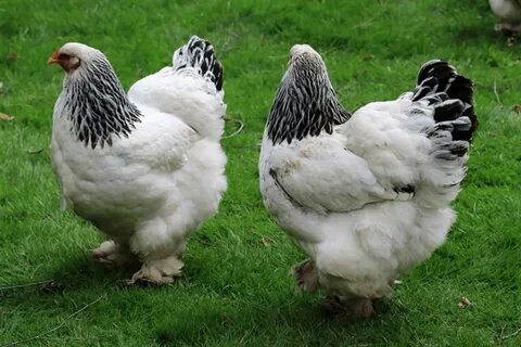 5 Alasan Mengapa Berternak Ayam Brahma Itu Menyenangkan Ayam