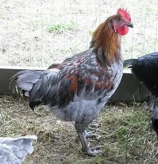 does anyone have a picture of there blue maran rooster? Back