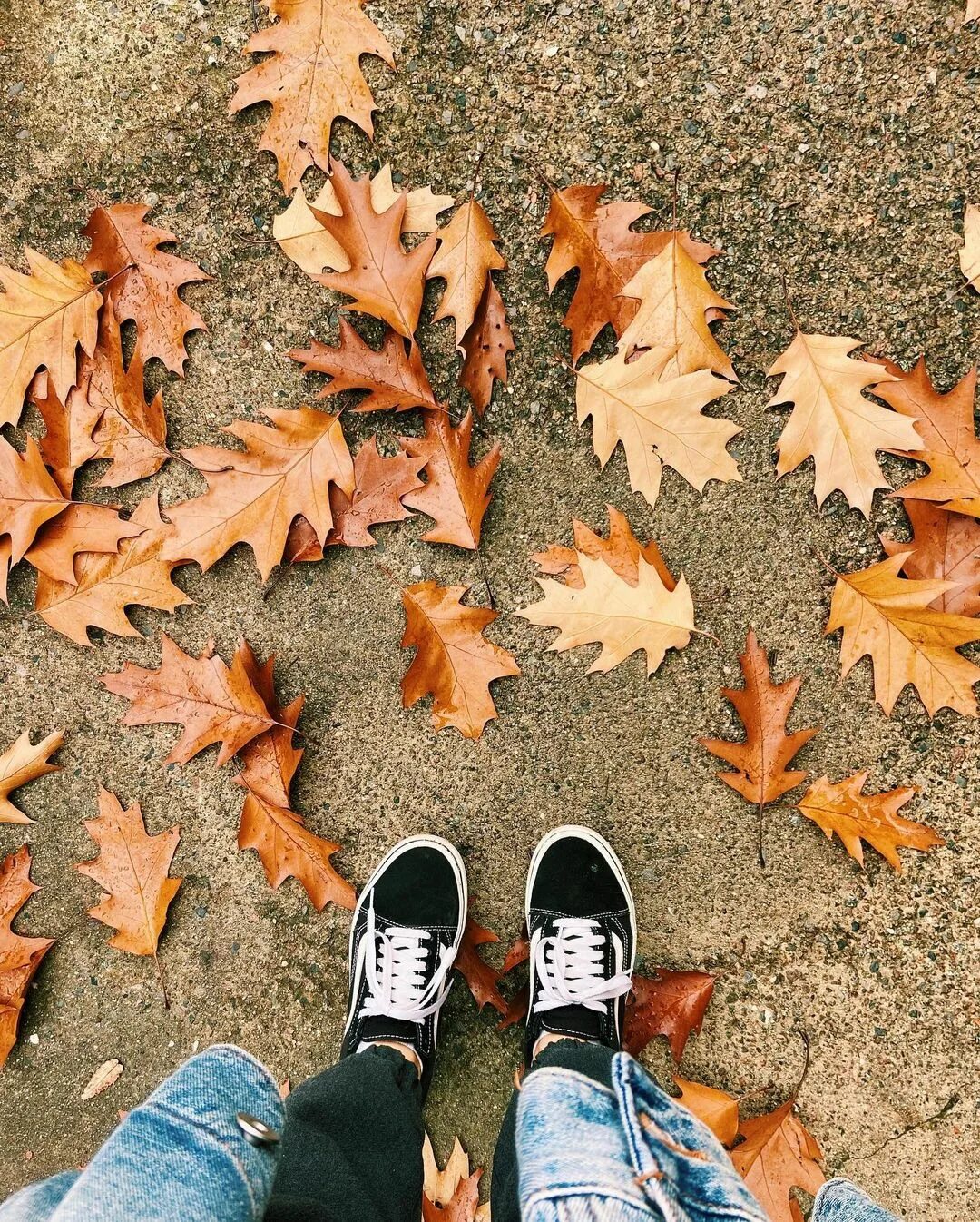 🍁*insert leaf pun here* 🍂 #fall #leaves #brooklyn #morningstroll.