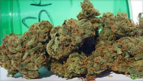 Sweet Island Skunk Marijuana Strain (Review)