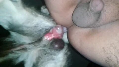 Dog Butthole Porn Sex Pictures Pass