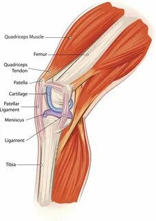 Knee Muscle Anatomy Mri : Leg Cross Sectional Anatomy eORIF 