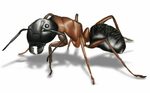 Types of Ants in Minnesota Rainbow Pest Experts